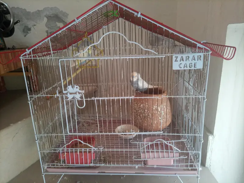 Pair of Australian Budgies — photo 2