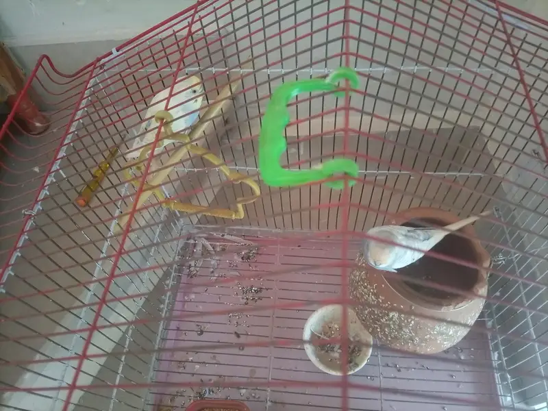 Pair of Australian Budgies — photo 3