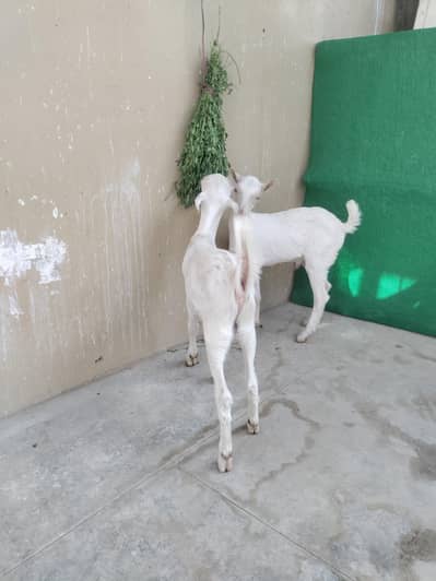 pure Teddy Goats
