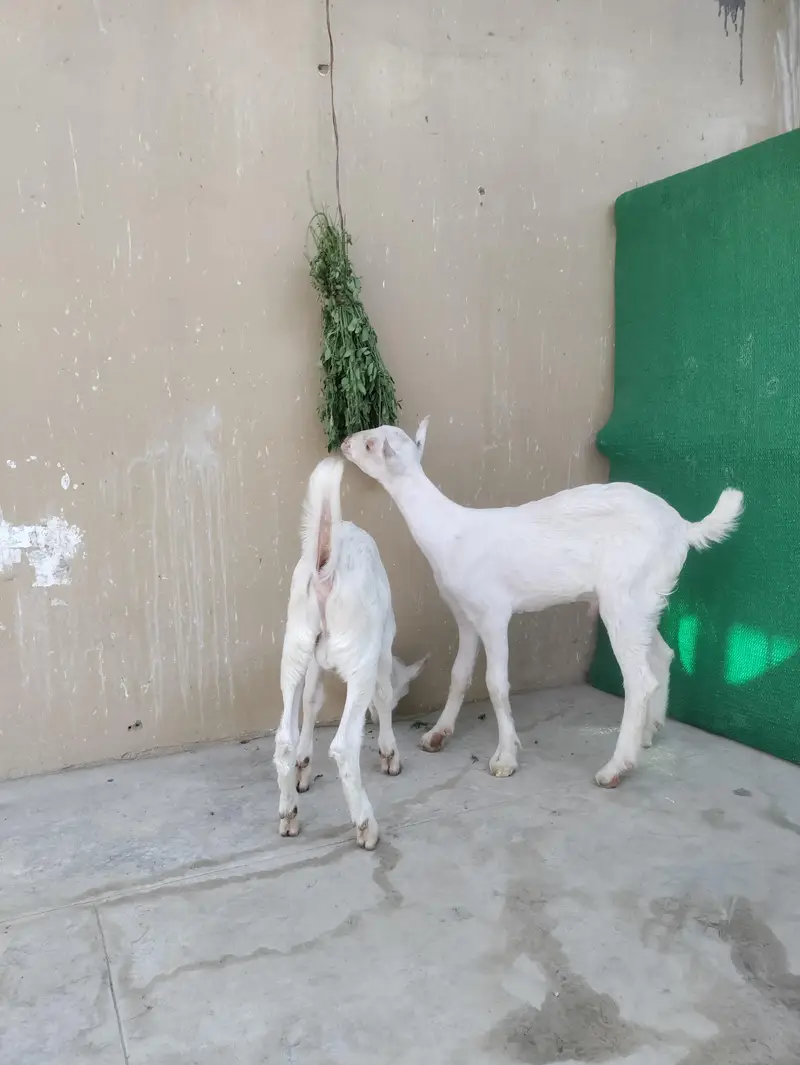 pure Teddy Goats — photo 2