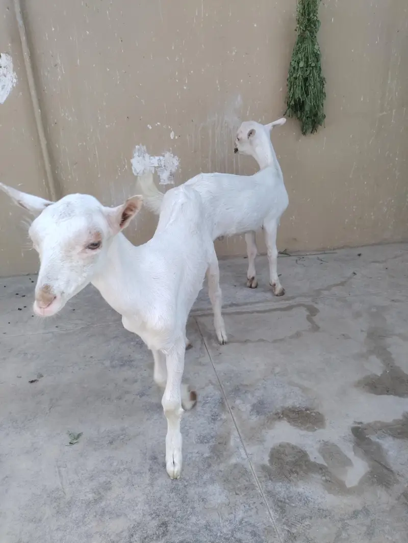 pure Teddy Goats — photo 3