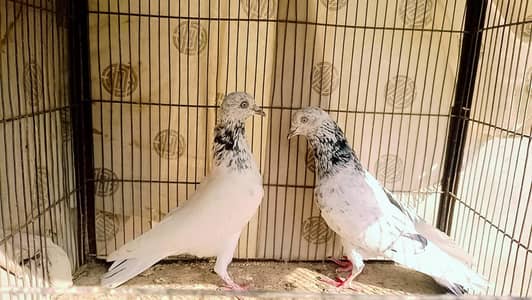 Pigeon kabli pair with 2 chicks