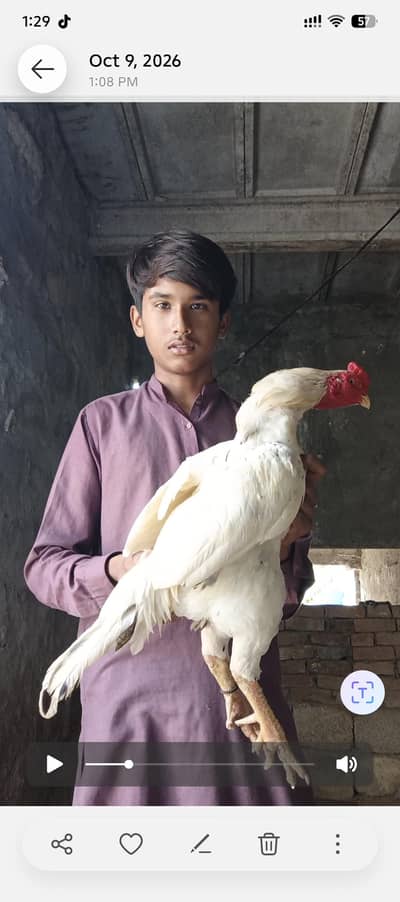 Aseel farm razwal Miawali