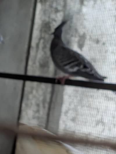 crusted dove patha