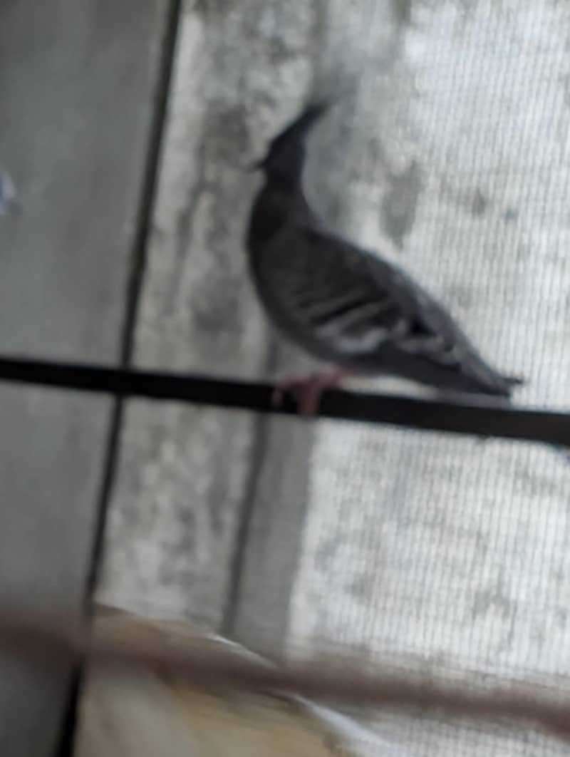 crusted dove patha 0
