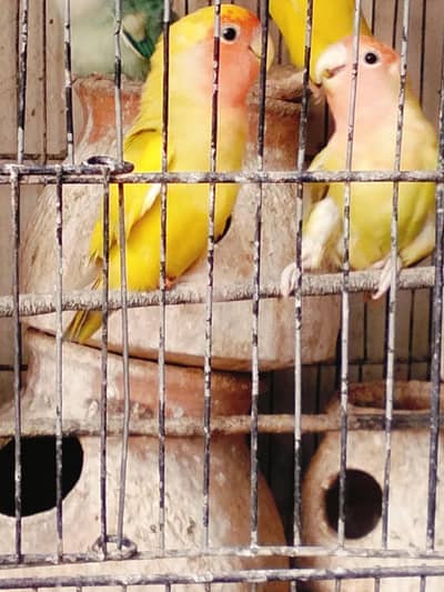 love birds for sale