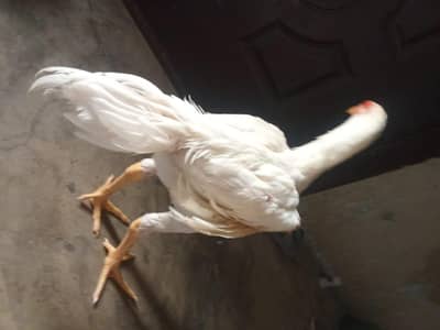 Shamu murgha for sale 30000only Lahore wotsap 03426543513