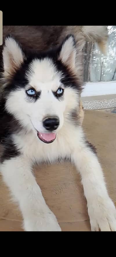0.3. 1.4. 3277727 tow male blue eyes odd eyes wooly cot