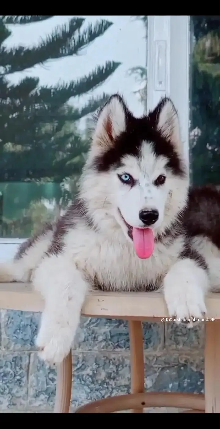 0.3. 1.4. 3277727 tow male blue eyes odd eyes wooly cot — photo 4