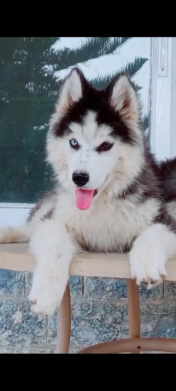 0.3. 1.4. 3277727 tow male blue eyes odd eyes wooly cot — photo 6