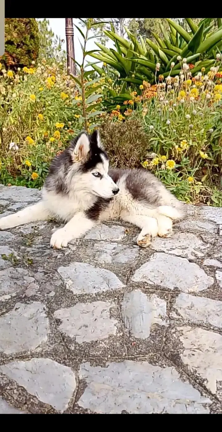 0.3. 1.4. 3277727 tow male blue eyes odd eyes wooly cot — photo 8