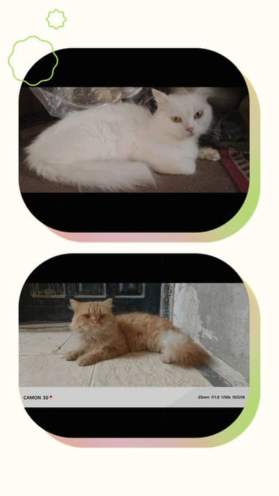 Pure Persian pair For sale