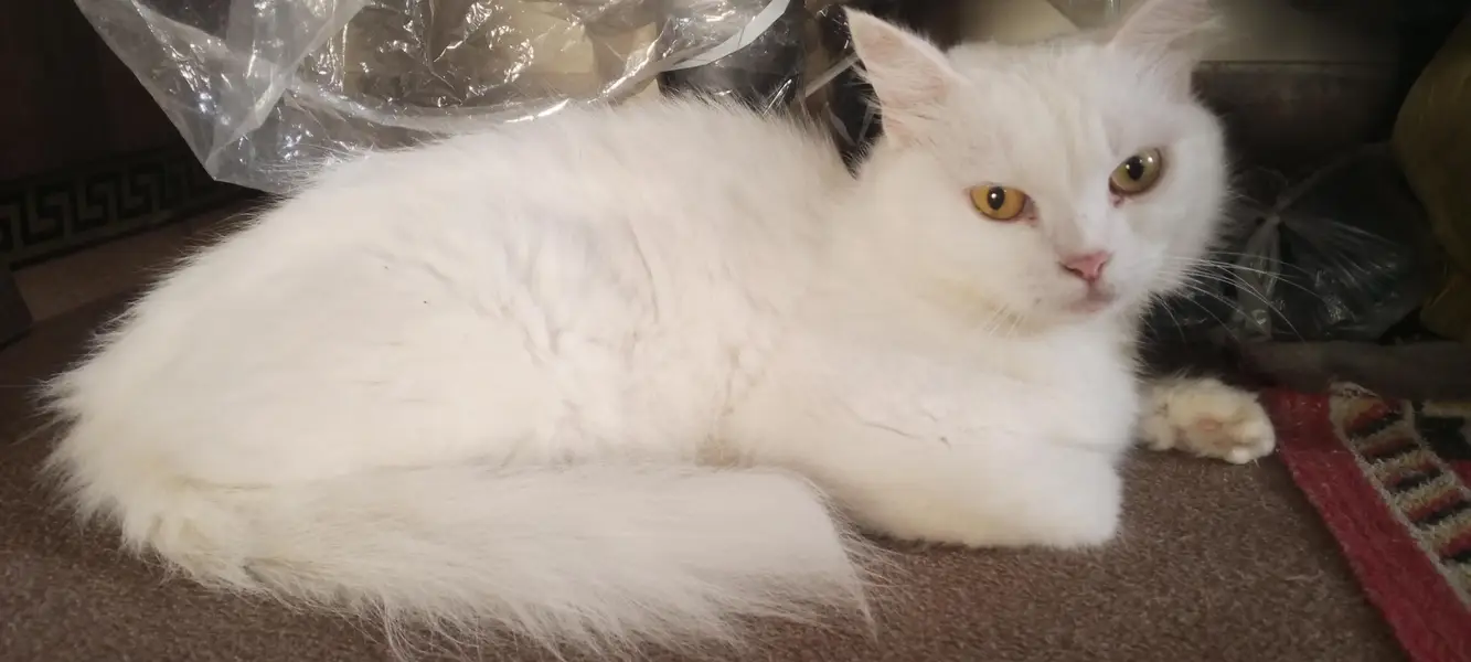 Pure Persian pair For sale — photo 4