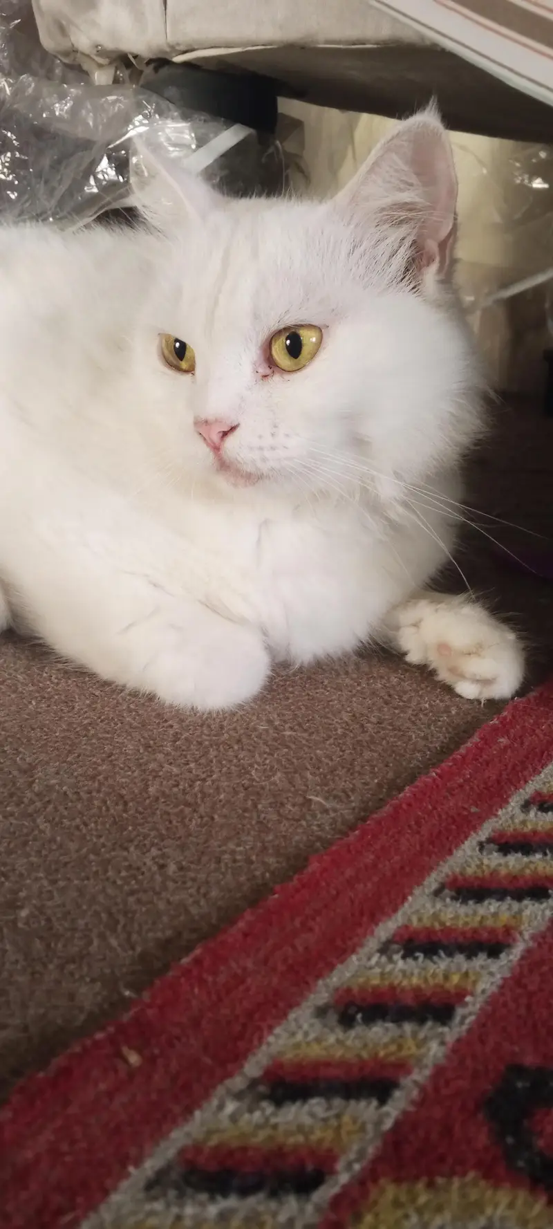 Pure Persian pair For sale — photo 8