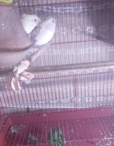 HogoRomo Breeder pair