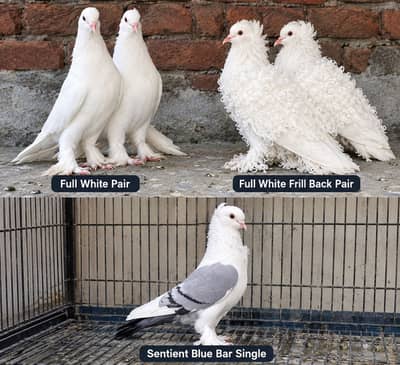 Breeder Pair Full White