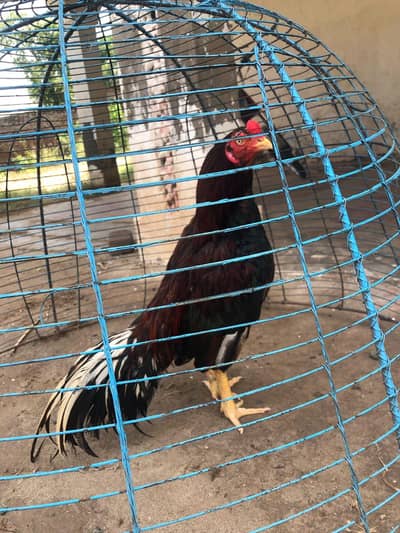 Quality Aseel 5 Path For Sale