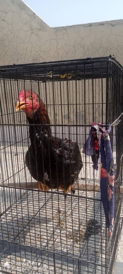 high quality breed ccontact on 03424204555