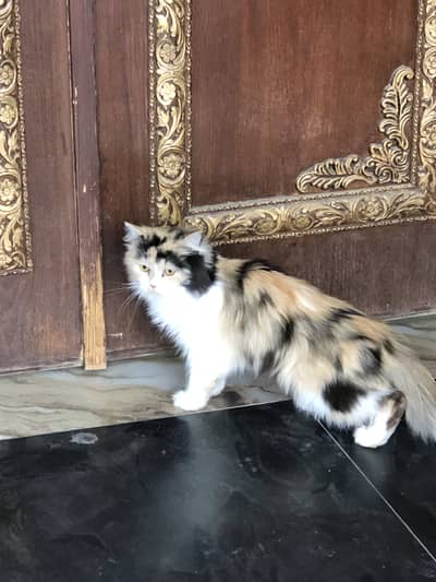 Persian cat  with beautifull hairs