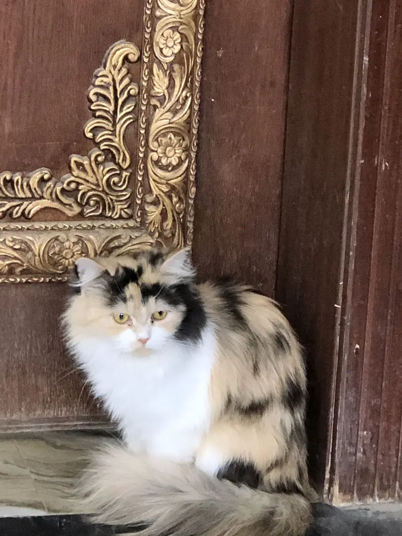 Persian cat  with beautifull hairs — photo 2