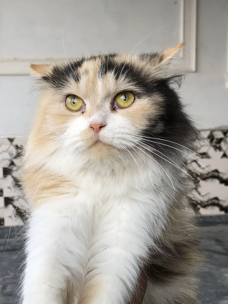 Persian cat  with beautifull hairs — photo 3