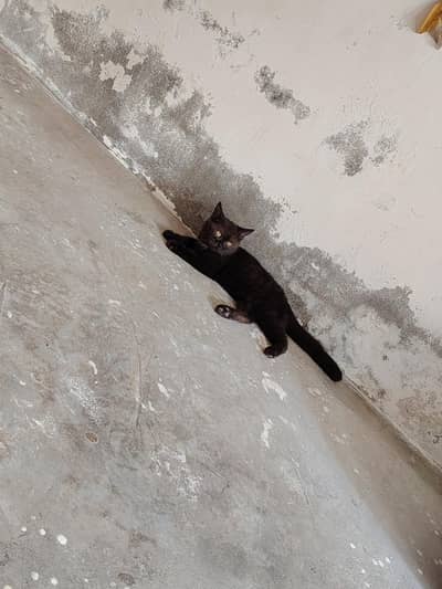 Black Bombay Cat, Male, 6 months