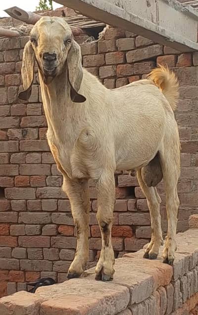 Goats bablue
