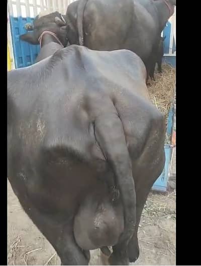Pure Neeli taazi sooyi  High milking bhains Buffalo