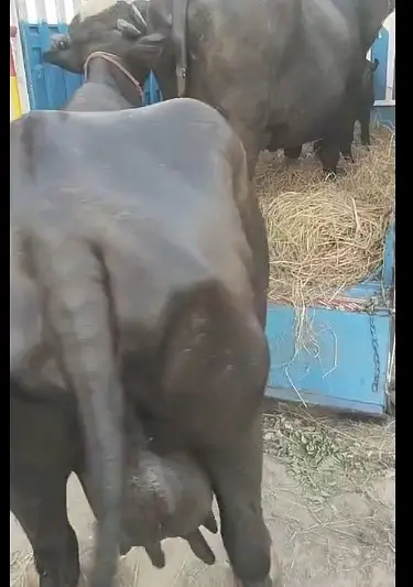 Pure Neeli taazi sooyi  High milking bhains Buffalo — photo 2