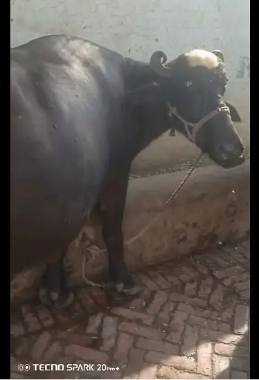 Pure Neeli taazi sooyi  High milking bhains Buffalo — photo 3