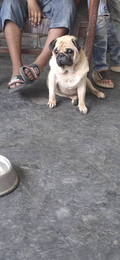 pug male for sale