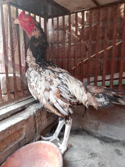 healthy aseel pure male full Active