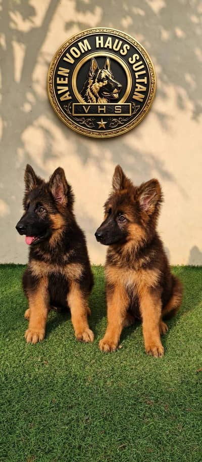 I want to sale my pedigree German shepherd puppies