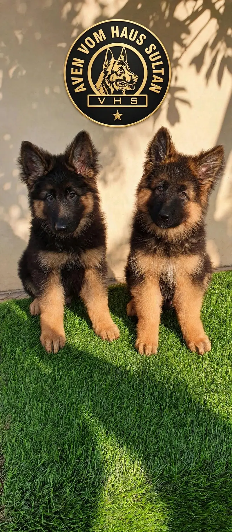 I want to sale my pedigree German shepherd puppies — photo 2