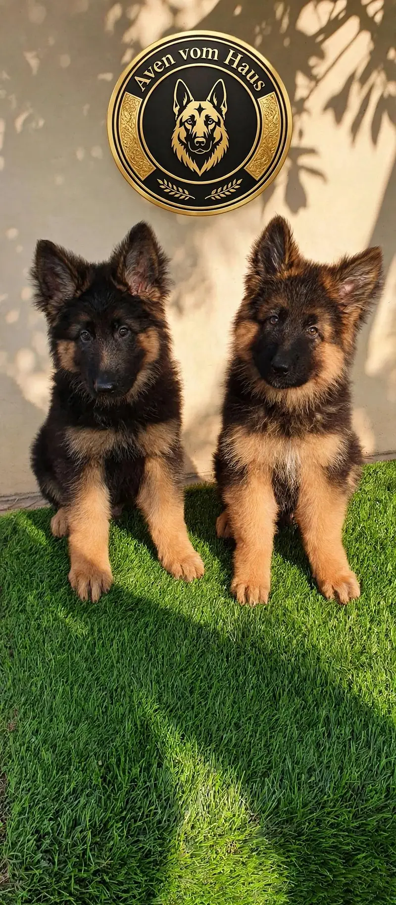 I want to sale my pedigree German shepherd puppies — photo 3
