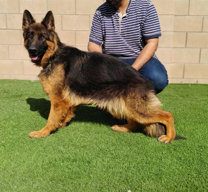 I want to sale my pedigree German shepherd puppies — photo 6