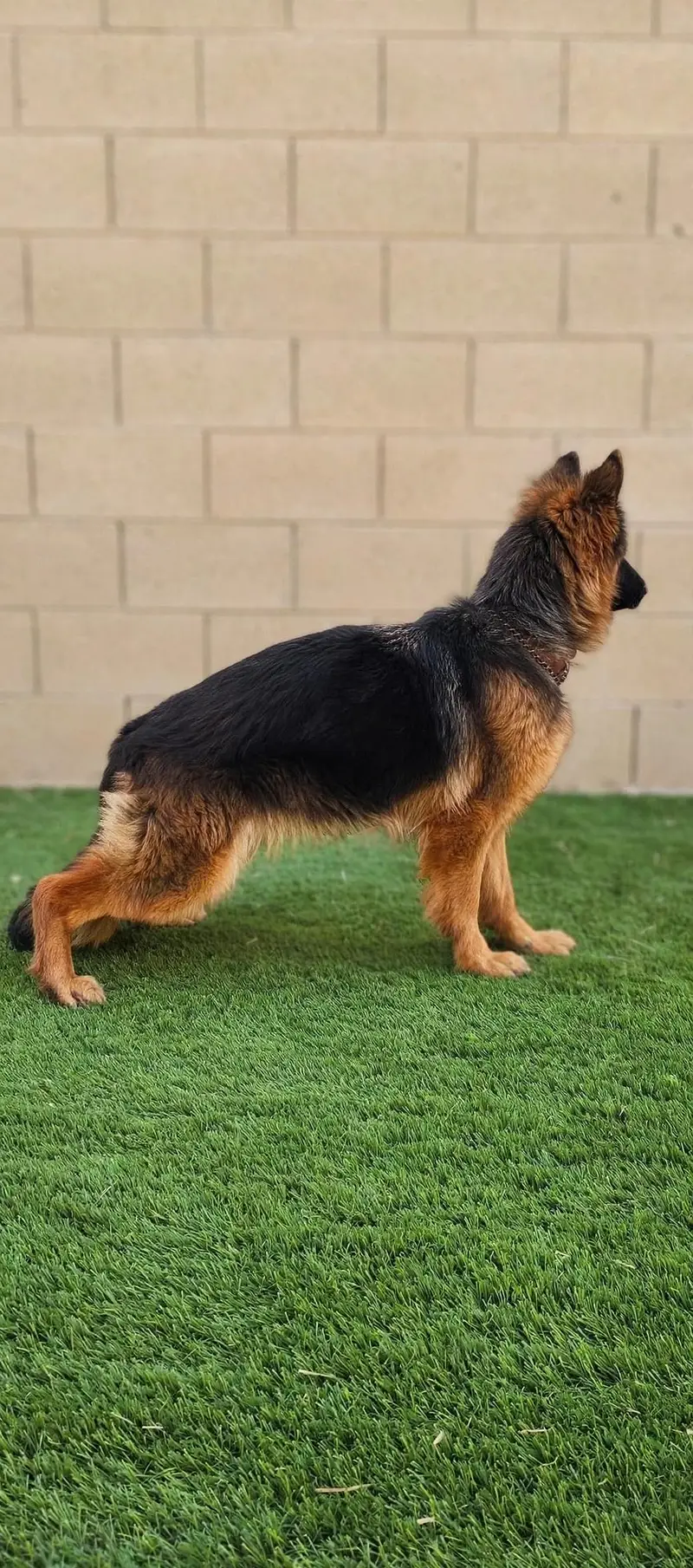 I want to sale my pedigree German shepherd puppies — photo 7