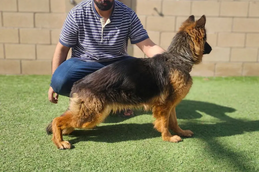 I want to sale my pedigree German shepherd puppies — photo 8