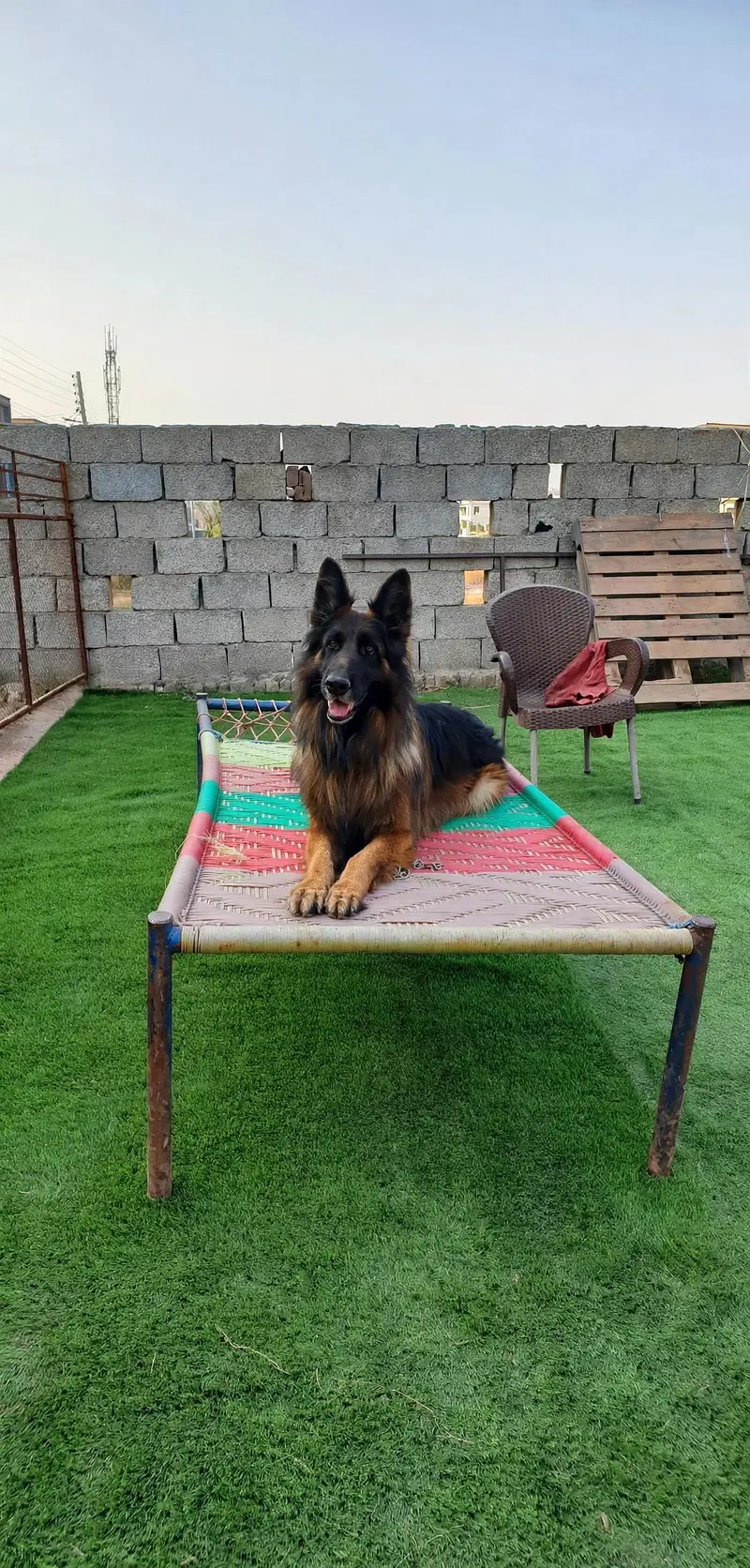 I want to sale my pedigree German shepherd puppies — photo 10