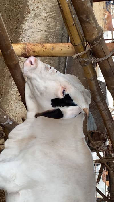 pure gulabi bachiya 2027 qurbani available resinoble price