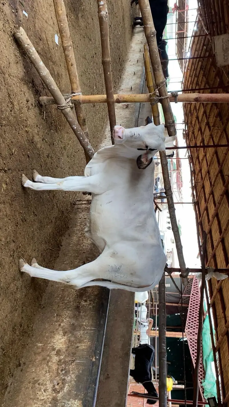 pure gulabi bachiya 2027 qurbani available resinoble price — photo 2