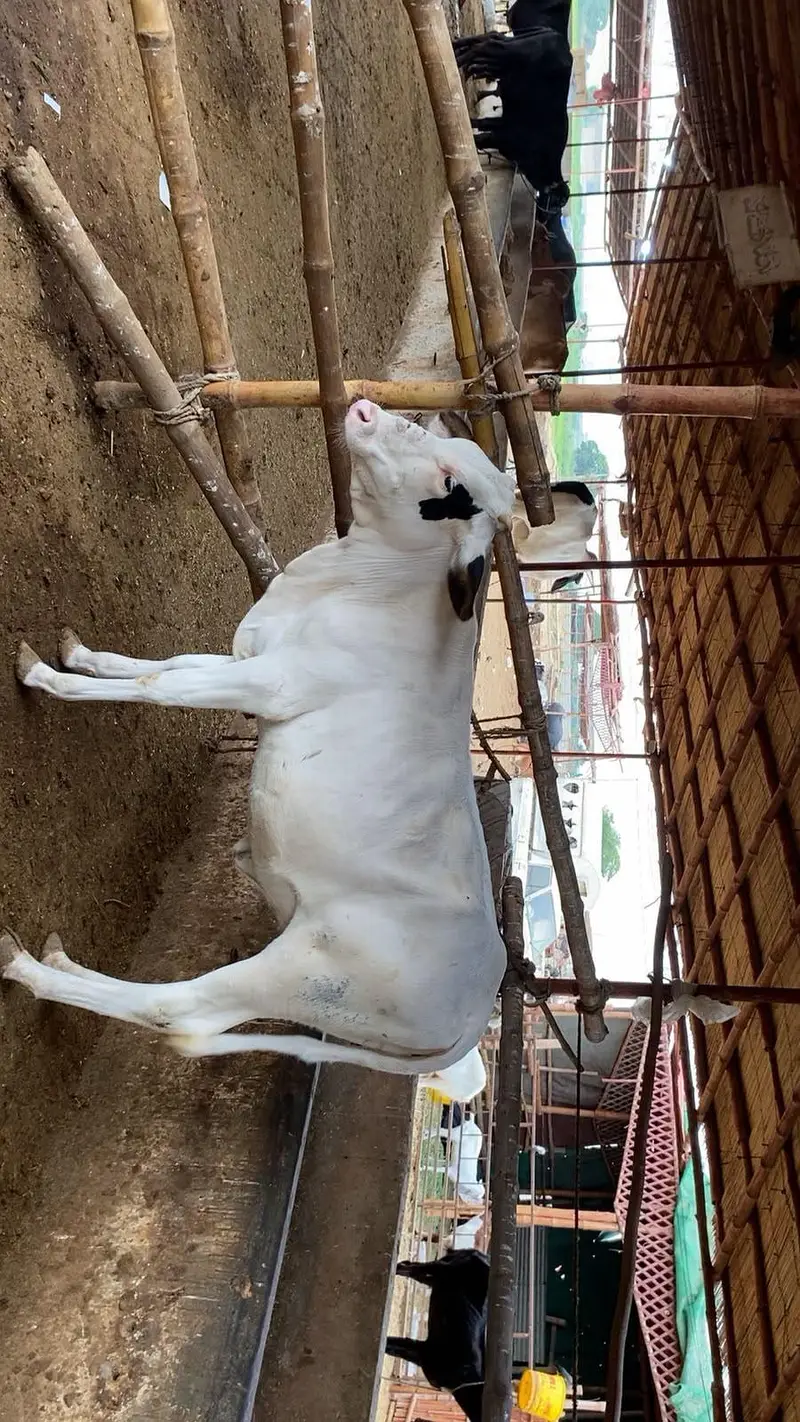pure gulabi bachiya 2027 qurbani available resinoble price — photo 3