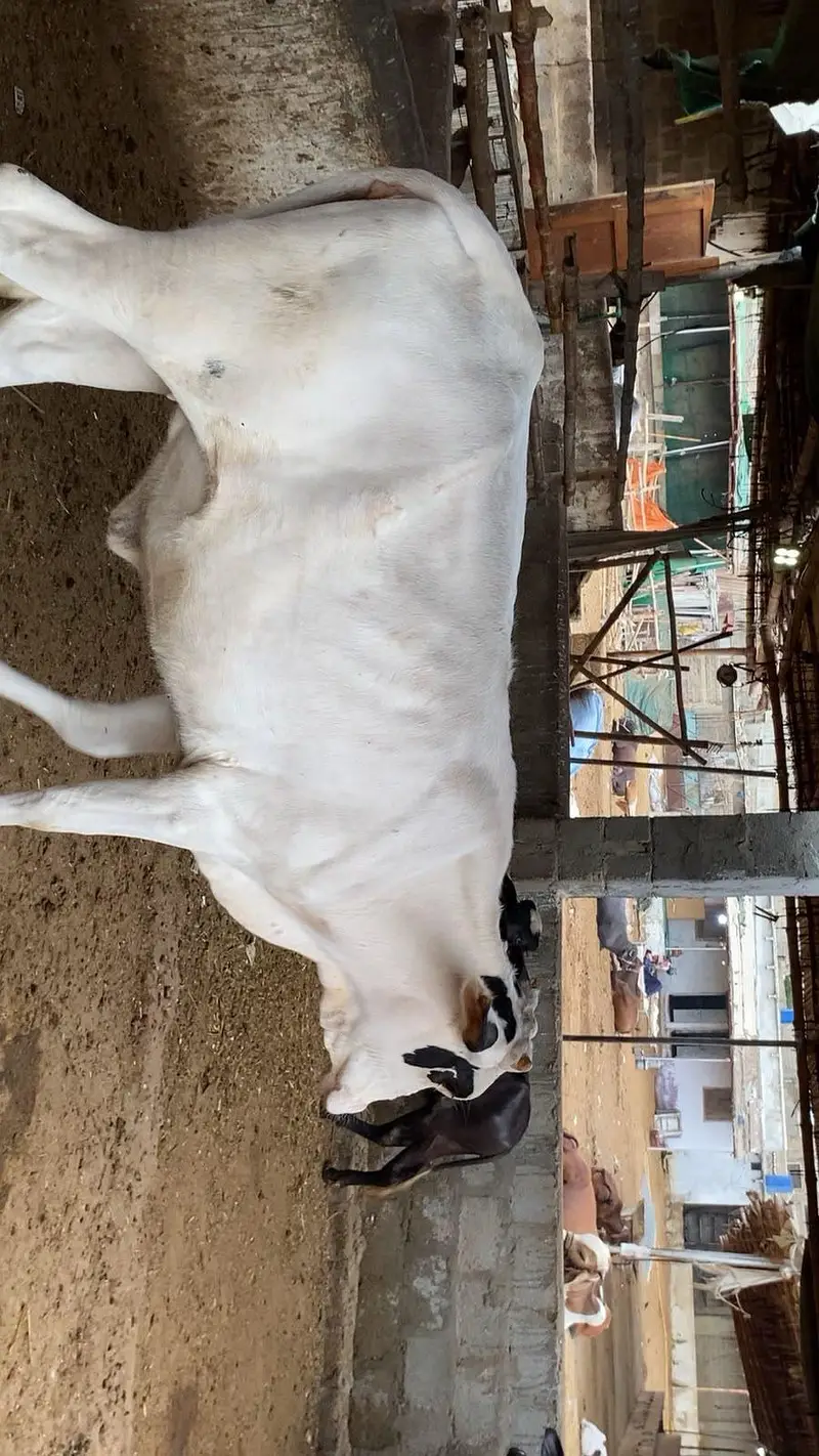 pure gulabi bachiya 2027 qurbani available resinoble price — photo 4