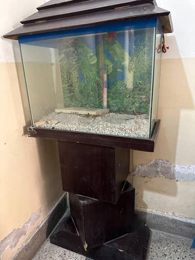 Fish Aquarium