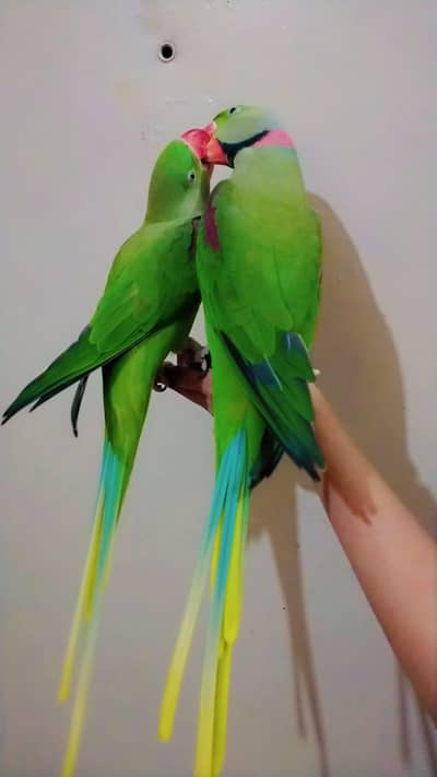 raw parrot