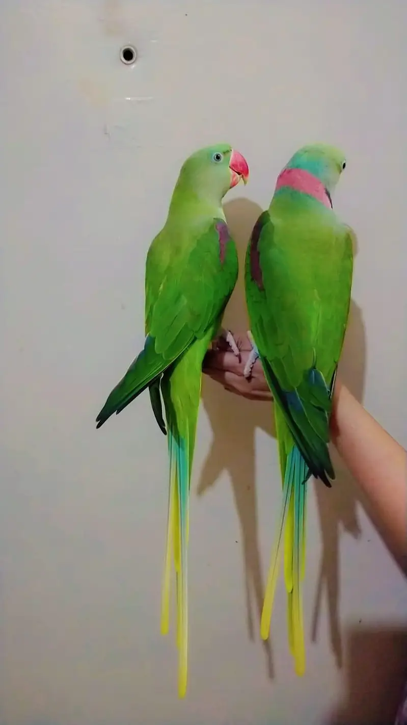 raw parrot — photo 2