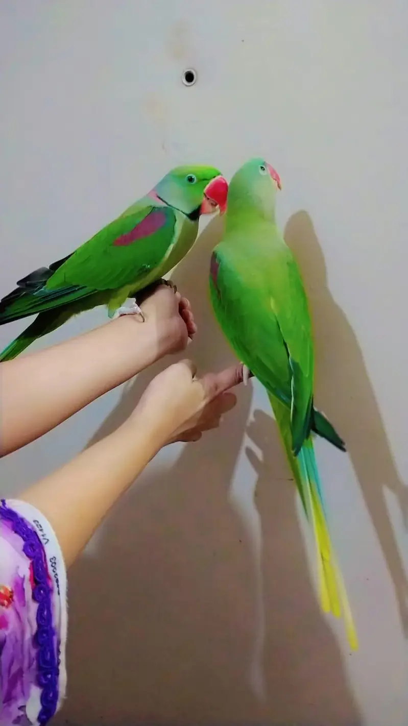 raw parrot — photo 3