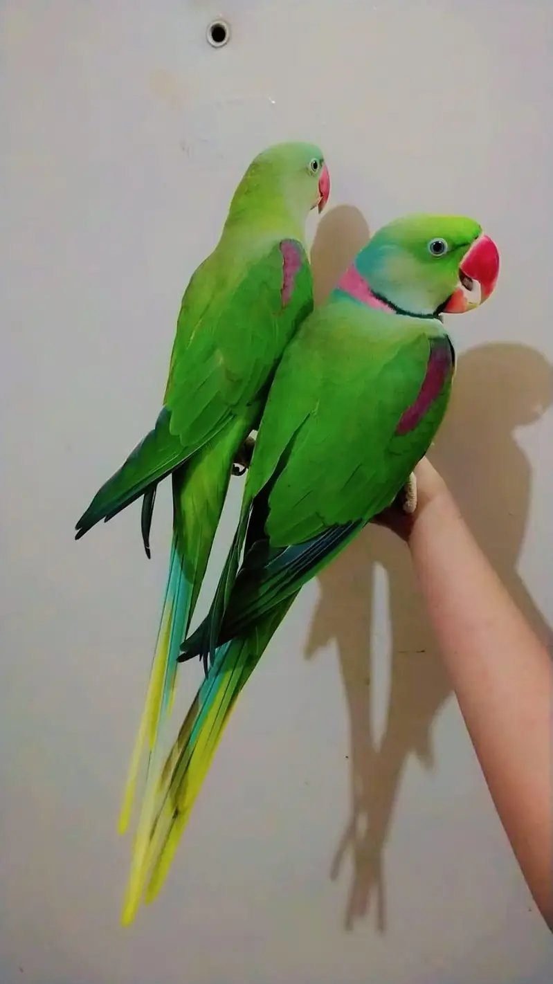 raw parrot — photo 4
