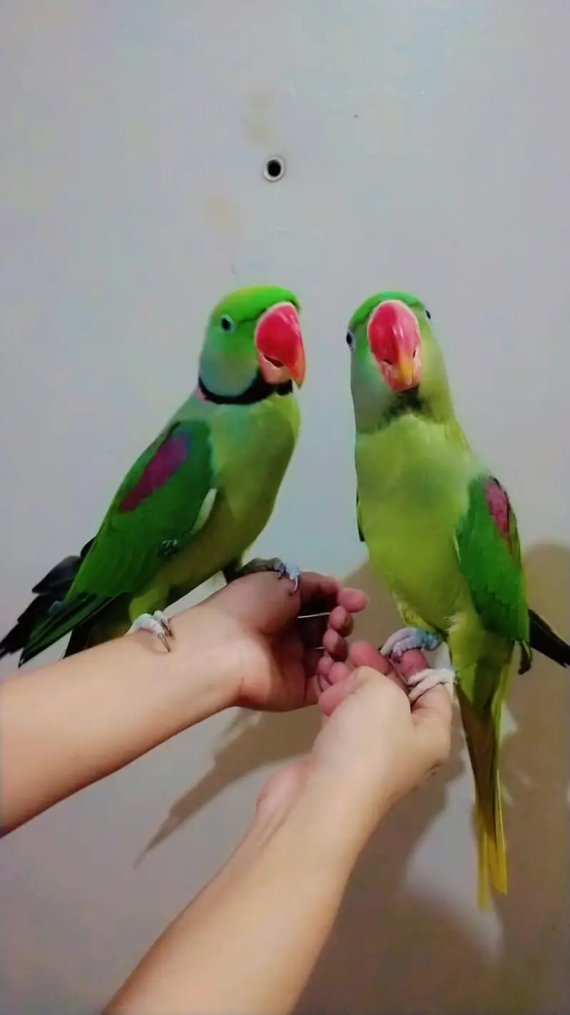 raw parrot — photo 5