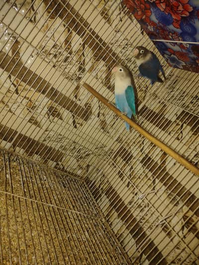 Urgent sell Cocktail and Lovebirds